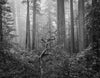 Redwoods #2 - Spooky Tree