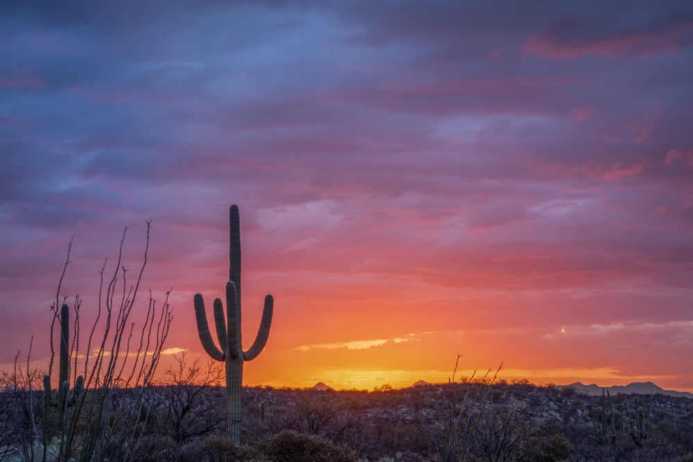 Saguaro Sunset #1