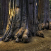 California: Sequoia National Park