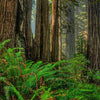 California: Redwood National Park
