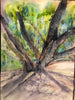 Lahaina's 150 Year Old Banyan Tree