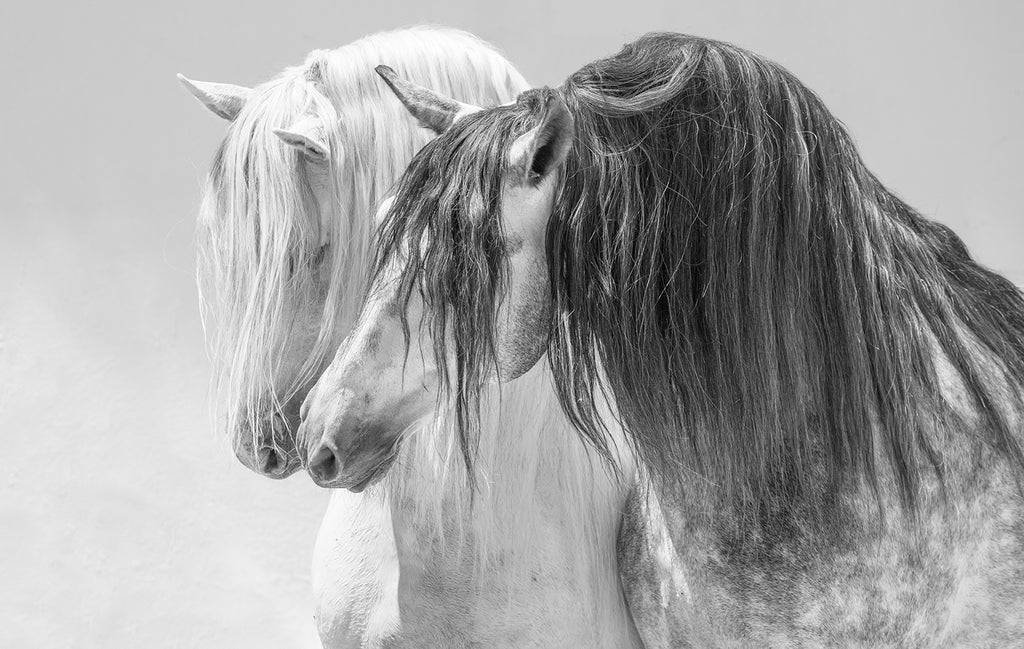 Two Andalusian Stallions III