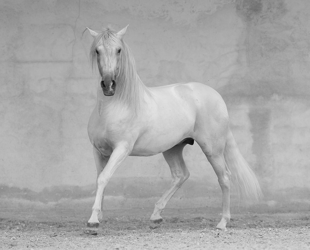 Classical Spanish Stallion