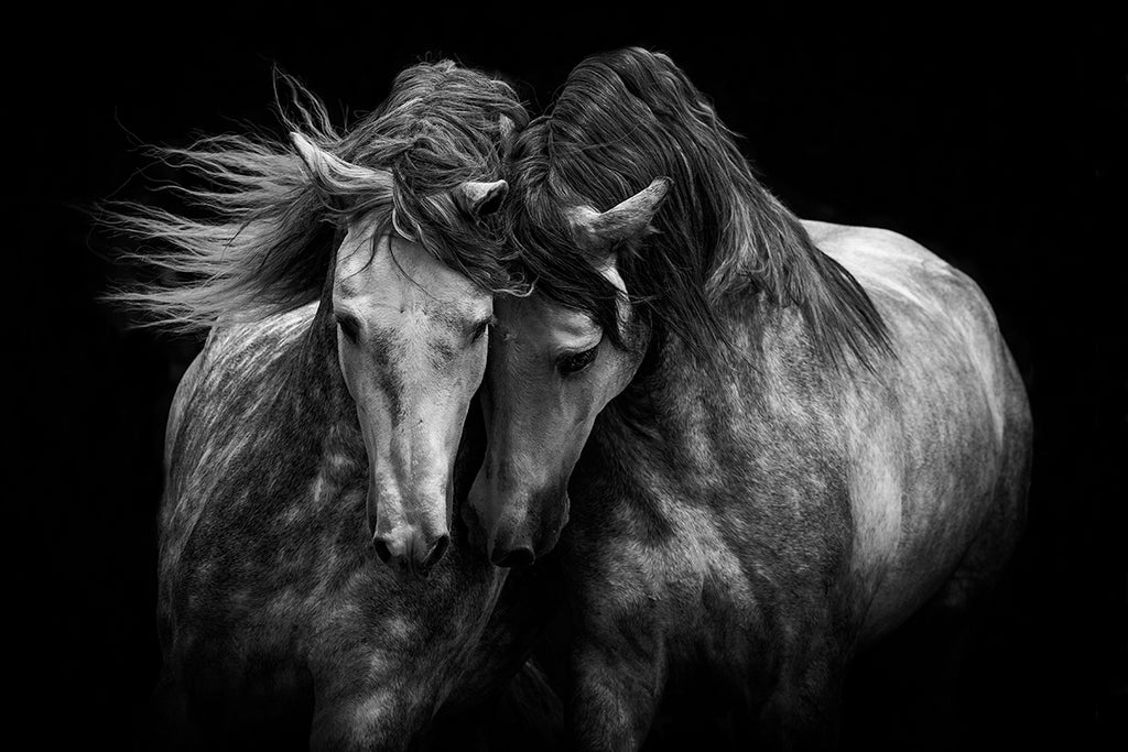 Two Andalusian Stallions