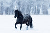 Black Horse In the Snow
