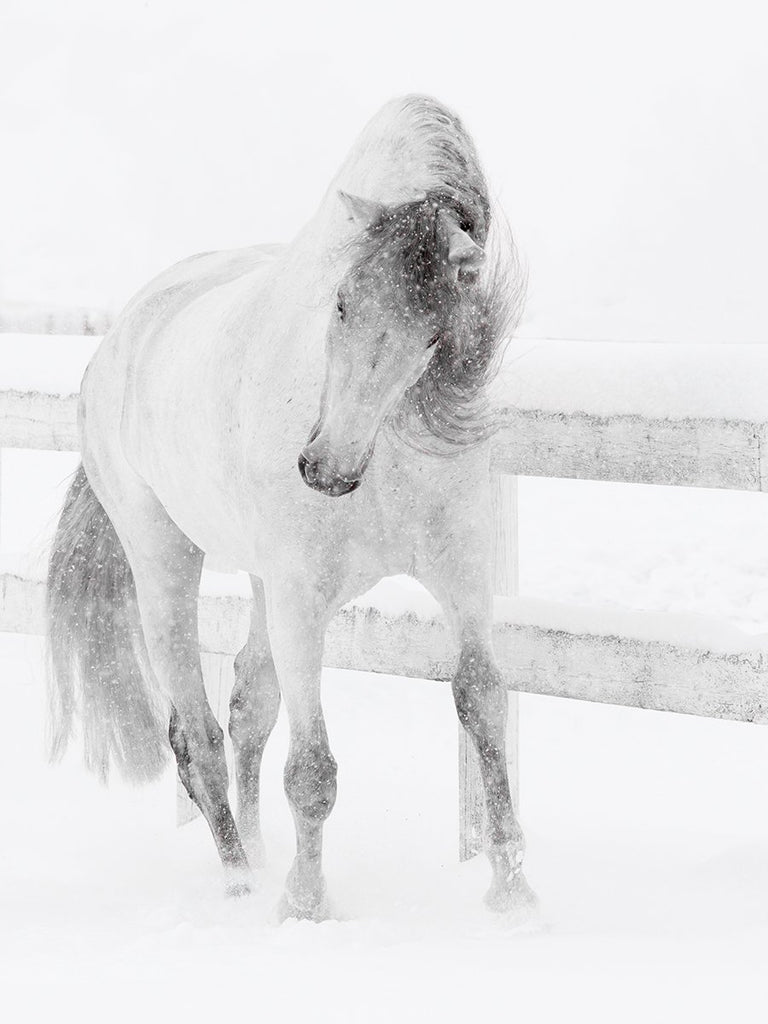 Snowy Mare Romps