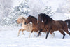 Three Snow Horses