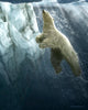 Surface - Polar Bear
