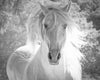 Andalusian Stallion's White Mane