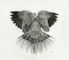Angel Bird (Collared-Dove)