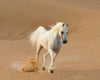 White Stallion Runs in the Dunes