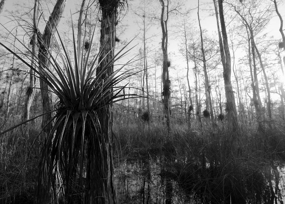 Everglades' Giants