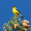 Bird Series 1- American Goldfinch