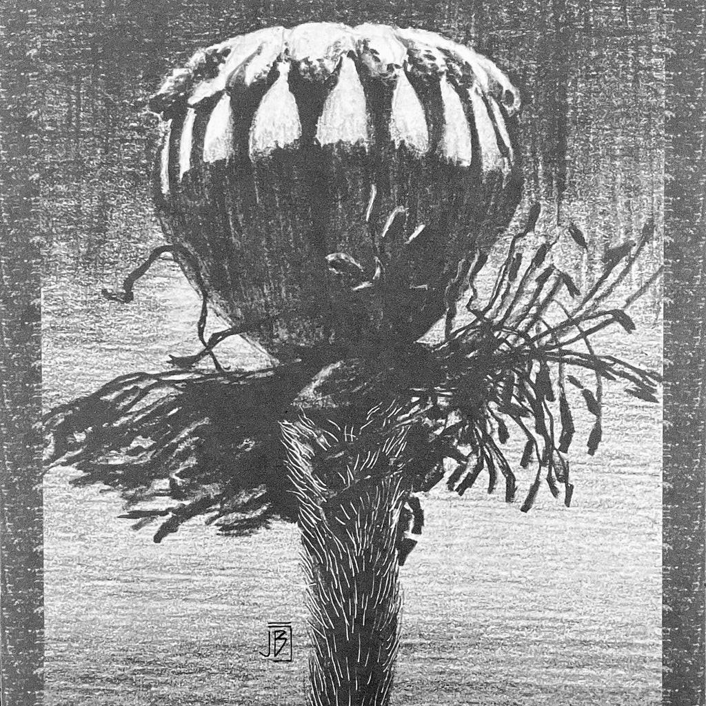 After The Fall, Papaver orientale