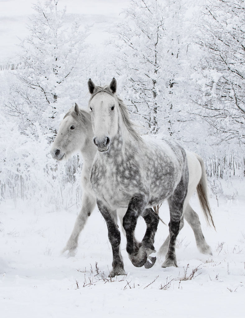 Two Percheron Mares in the Snow