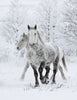 Two Percheron Mares in the Snow