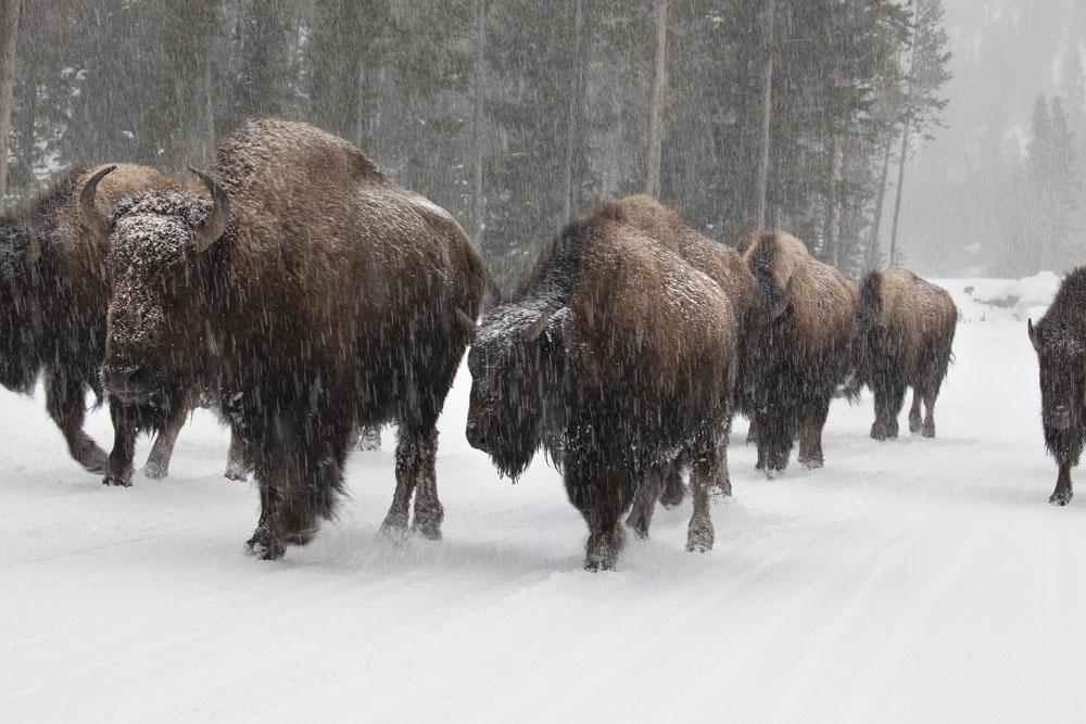 Bison On The Road