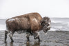 Bison in Soda Butte Creek