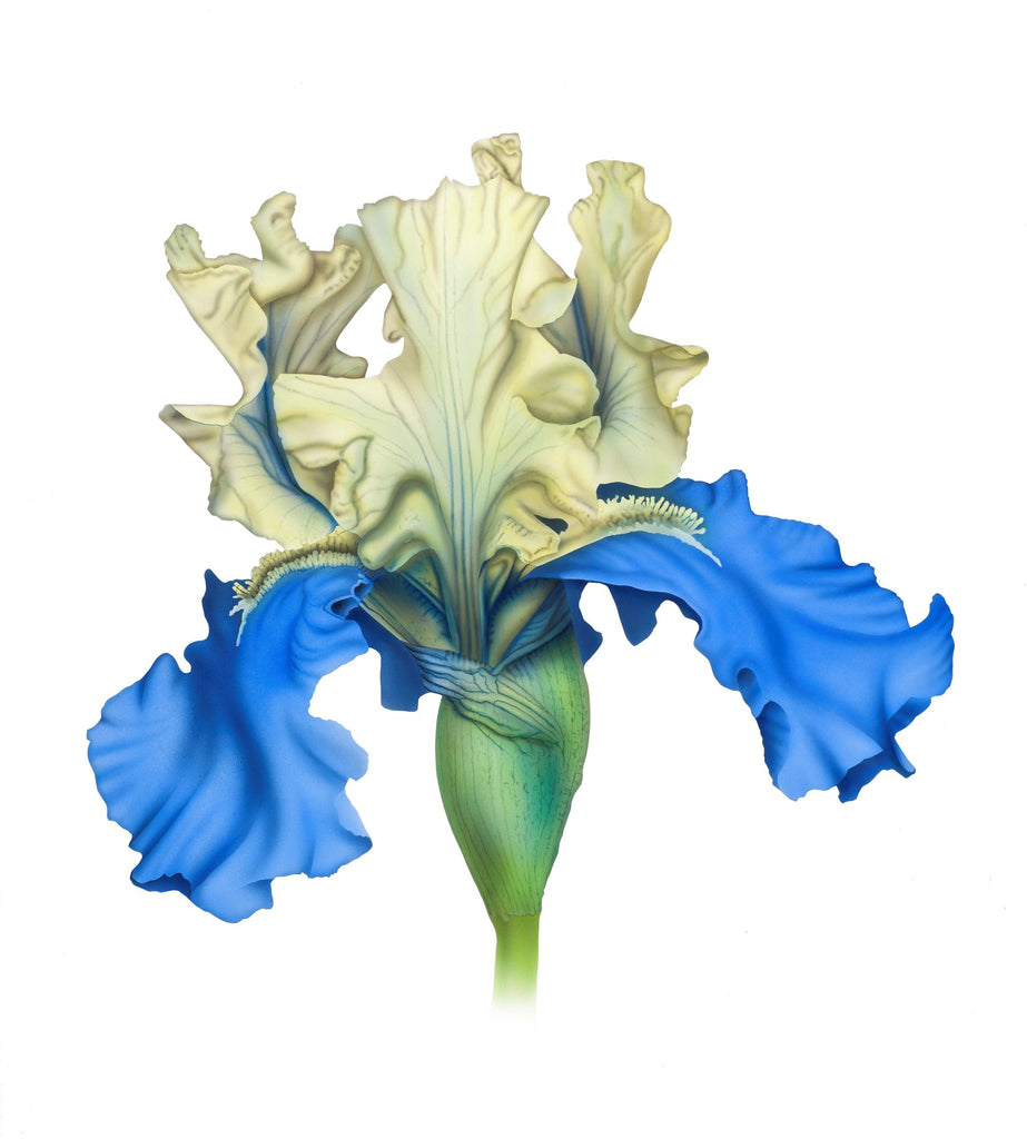 Blue and Yellow Iris