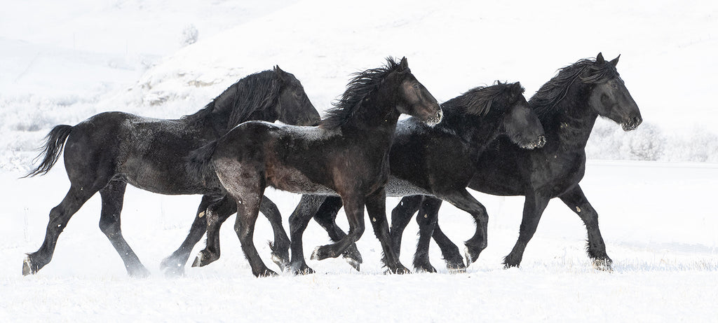 Four Percherons Run in the Snow