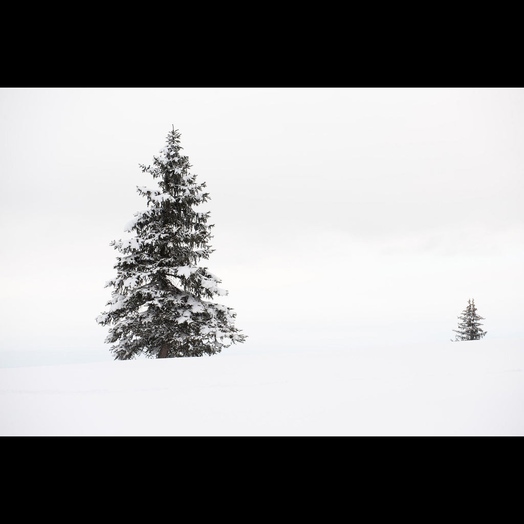 Tree in Colorado Snow