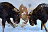 Moose Duel