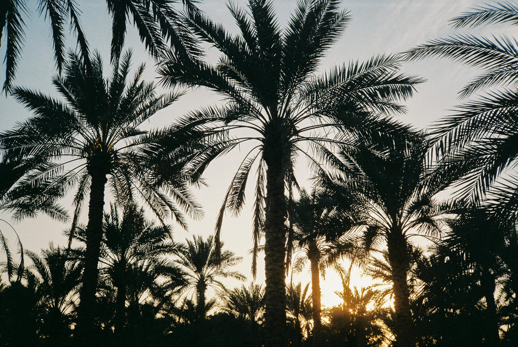 Under Dubai Palm Trees