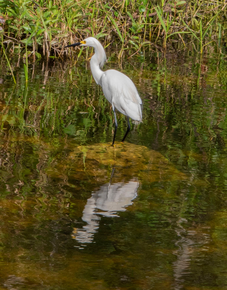The Reflection of a Wading Bird