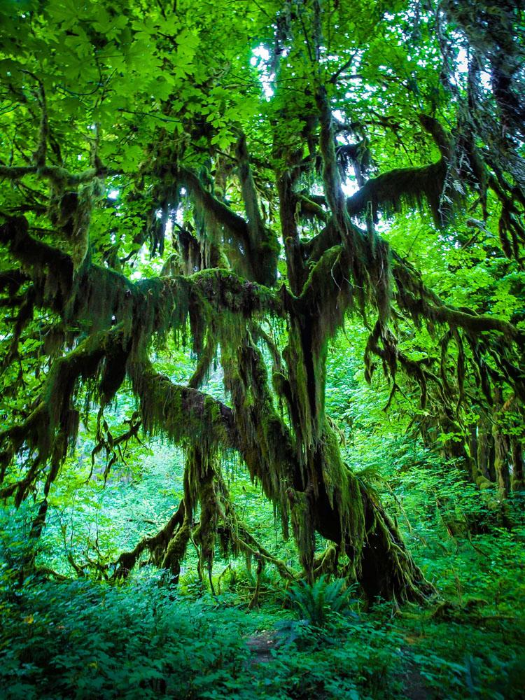 Tree in the Hoh Rainforest