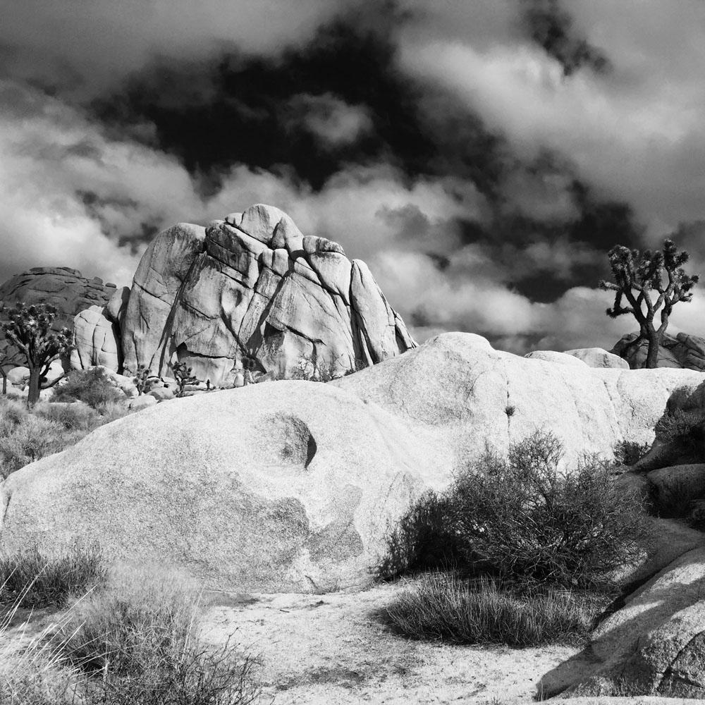 Joshua Tree and Rock Formations
