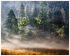 Yosemite, Morning Fog, Cook's Meadow