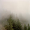 Olympic National Park, WA (fog)