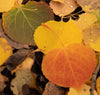 Aspen Leaves of Many Colors