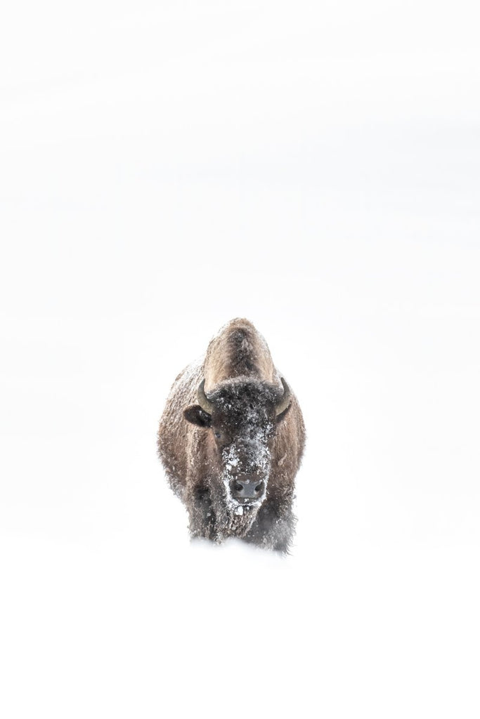 Lone Yellowstone Bison