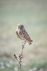 Burrowing Owl Focused on the Prize