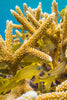 French Grunts in Finger Coral