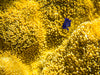 Juvenile Yellowtail Damselfish