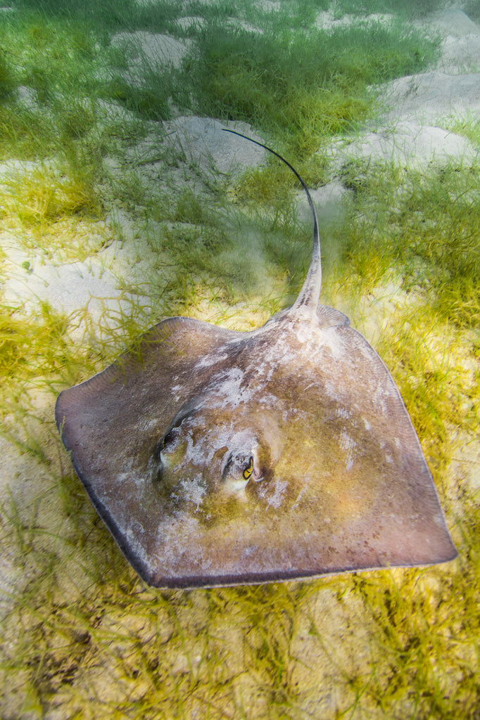 Stringray on the move