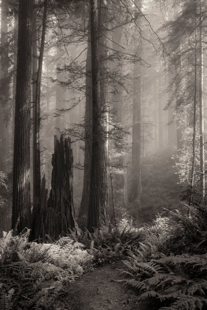 Redwoods #1