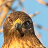 Bird Series 6 - Redtailed Hawk