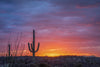 Saguaro Sunset #1