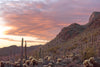 Saguaro Sunset #2