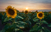 Sunflowers and Sunstars