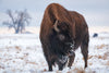The Snowy Bison