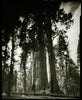 Three Sequoias, Sequoia NP, CA