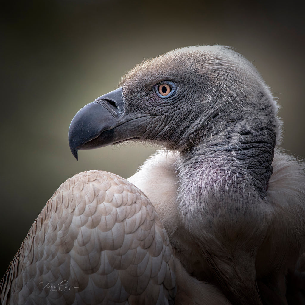 Majestic Griffon (Endangered Cape Griffon Vulture)