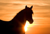 Wild Stallion at Sunrise