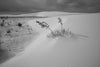 White Sands New Mexico Landscape B&W