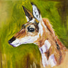 Young Pronghorn