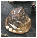 Clancul Sea Shell